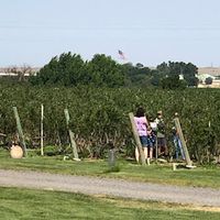 rows of blueberries with an american flag in the distance