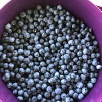 large purple bucket filled with blueberries
