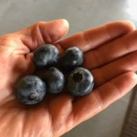 a hand with five blueberries