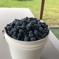 overfull cup of blueberries
