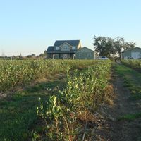 short rows of blueberry plants
