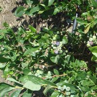 blueberry plant