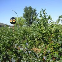 blueberry plants