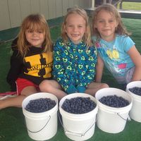 3 girls with bowls of blueberries
