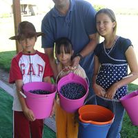 4 people with buckets of blueberries