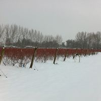 rows of blueberries in winter