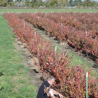 short rows of blueberries