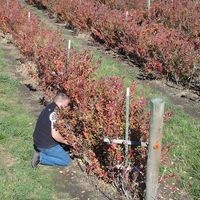 short rows of blueberries