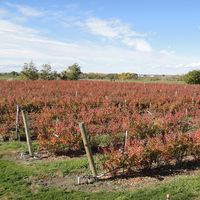 short rows of blueberries