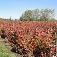 short rows of blueberries