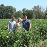 3 people stand in rows of blueberries