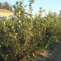 row of blueberries