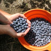 a bucket of blueberries