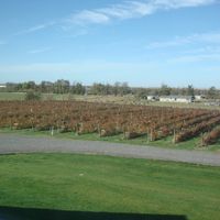 short rows of blueberries