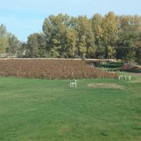 rows of blueberries
